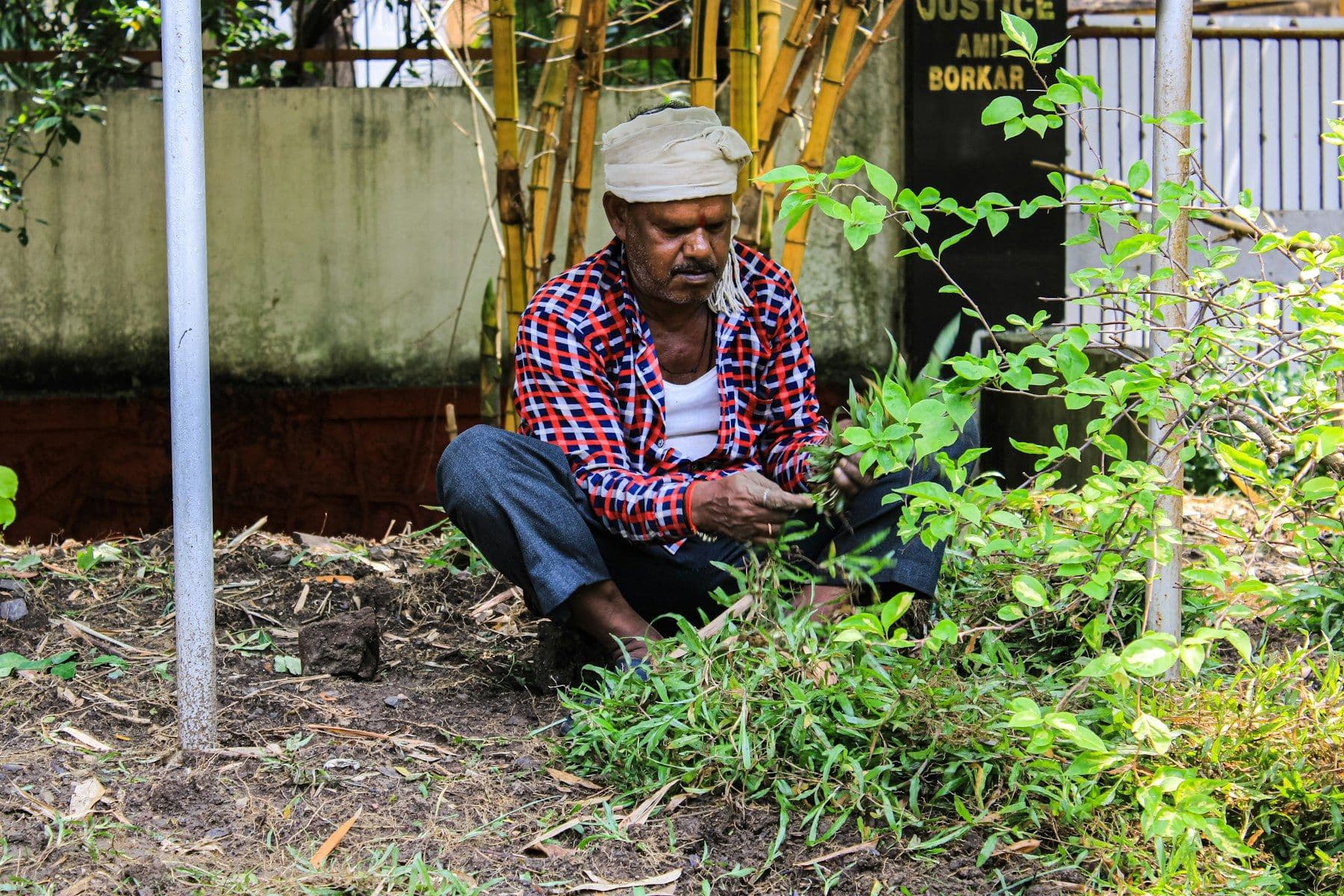 An elder tending plants in a community garden